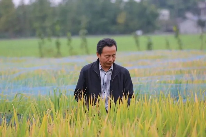 【四川优秀教师典型代表风采】马均：躬耕青青田园，只为稻花飘香
