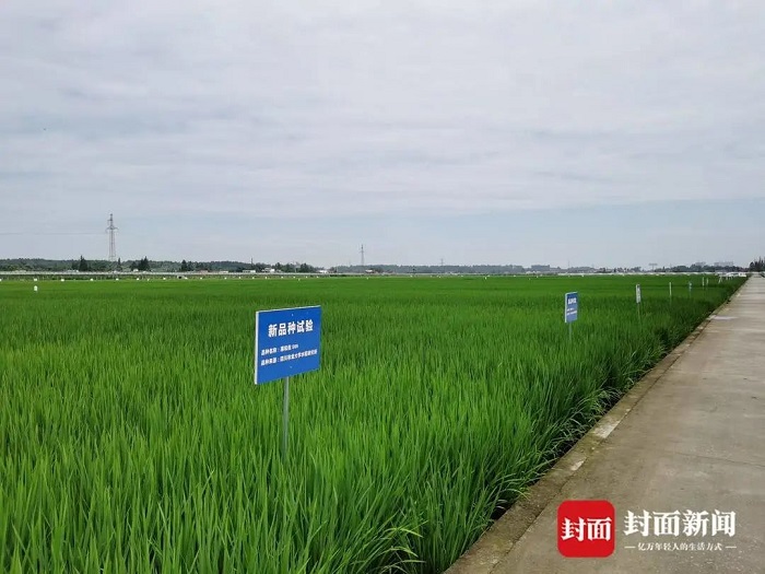 【四川优秀教师典型代表风采】马均：躬耕青青田园，只为稻花飘香